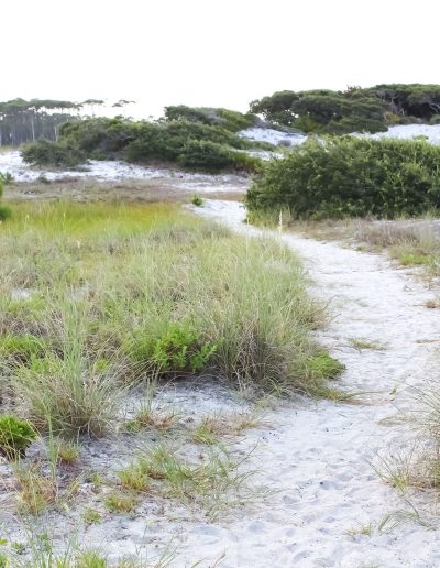 Sand dunes at Grayton Beach State Park in Walton County Florida